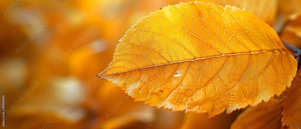 Yellow leaf texture background, veined and natural plant. Yellow leaf texture background, veined and natural plant.