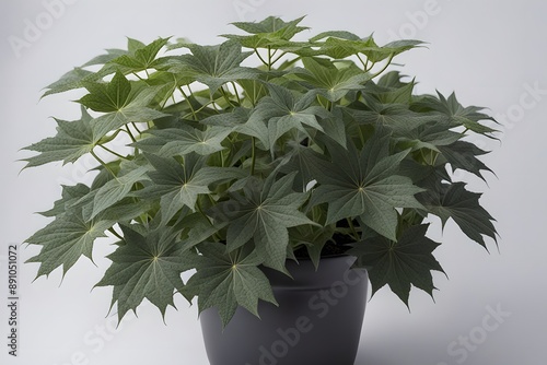  Fatsia japonica plant in pot plain background, AI Generated photo