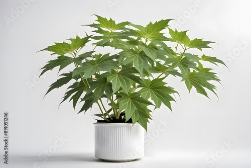  Fatsia japonica plant in pot plain background, AI Generated photo