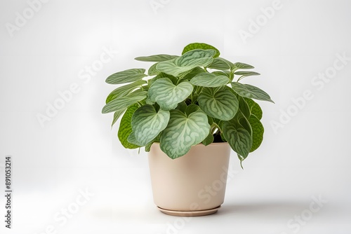 Watermelon paperomia plant in beige pot white background, AI Generated photo