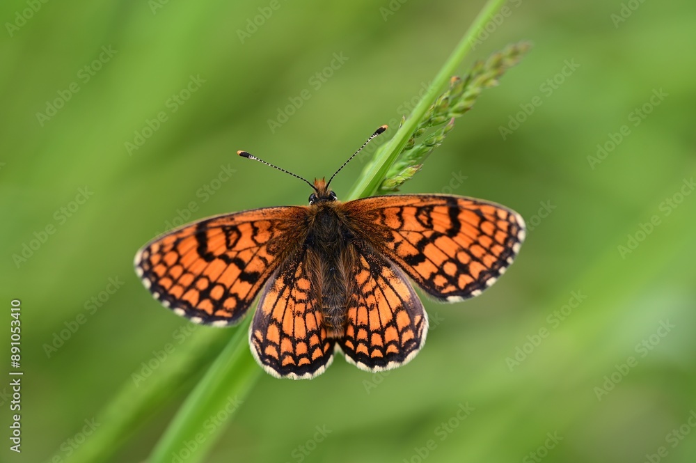 Closeup shot of a little butterfly sitting on a wildflower Closeup shot of a little butterfly sitting on a wildflower
