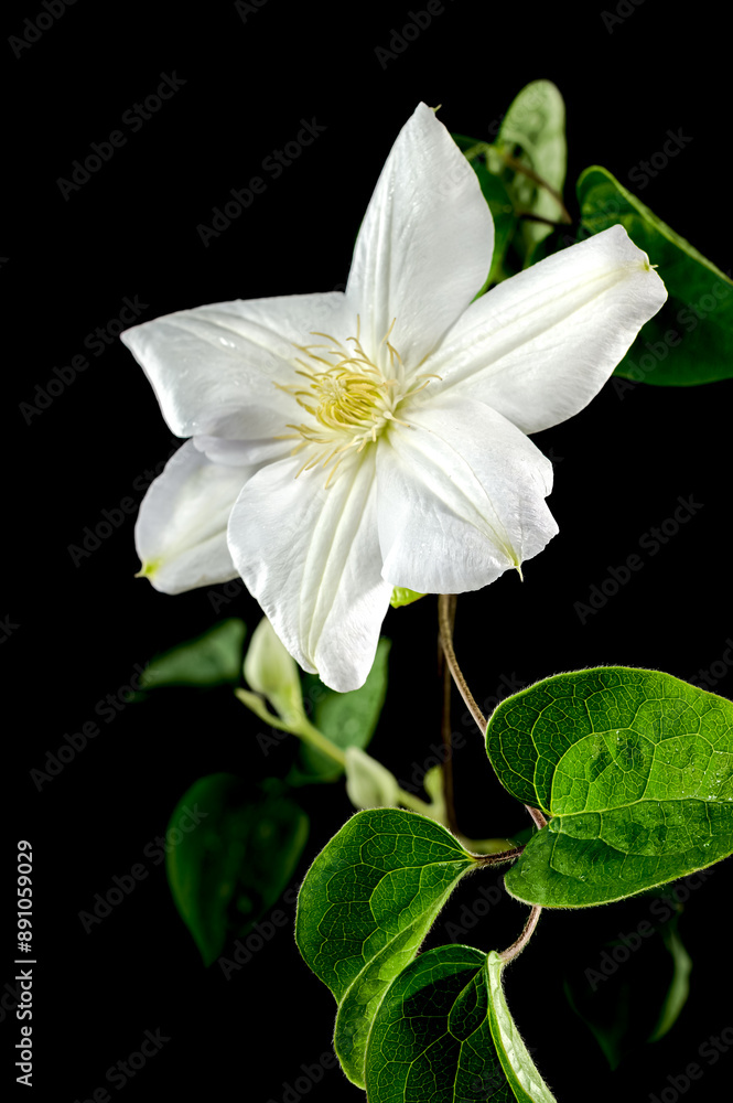 Blooming white clemantis on a black background Blooming white clemantis on a black background