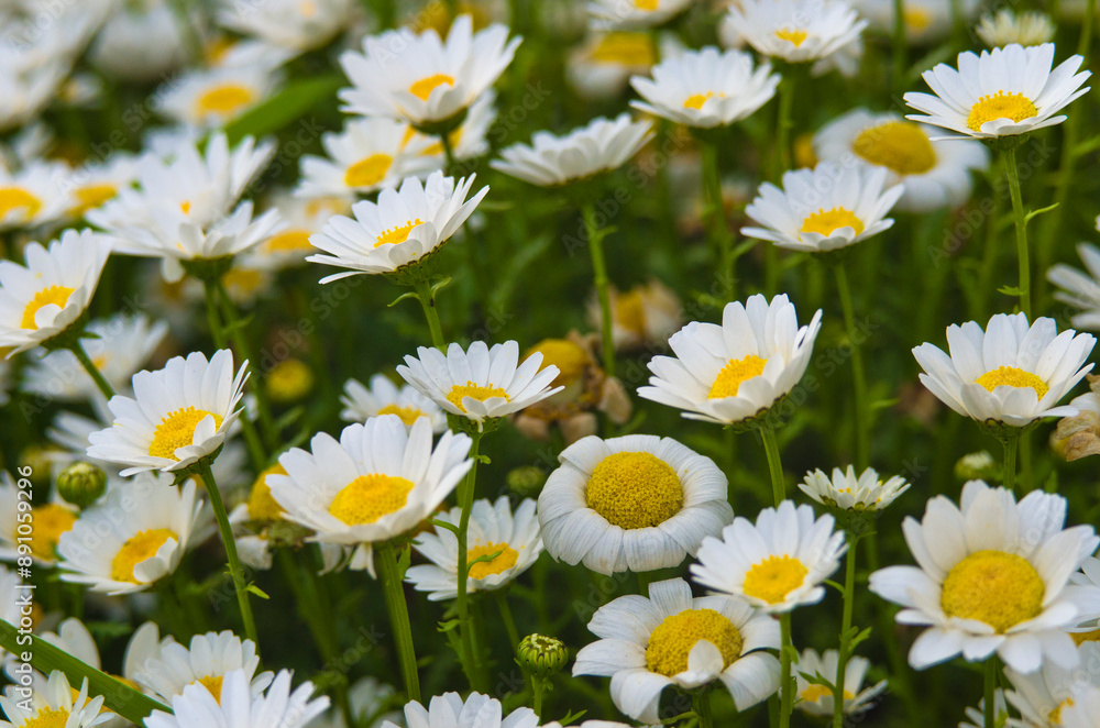 Obraz premium Beautiful Daisies in Japanese summer garden.