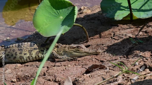 Young Siamese Crocodile in nature at Bueng Boraphet Non-hunting Area, Nakhon Sawan Province, Thailand. photo