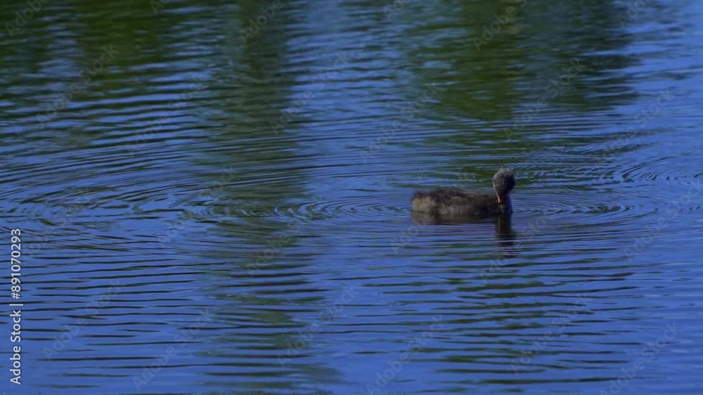 A mesmerizing slow-motion video series capturing the life of American Coot families on a picturesque Canadian lake during the summer season A mesmerizing slow-motion video series capturing the life of American Coot families on a picturesque Canadian lake during the summer season