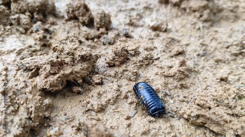 Pill millipede walk on the ground