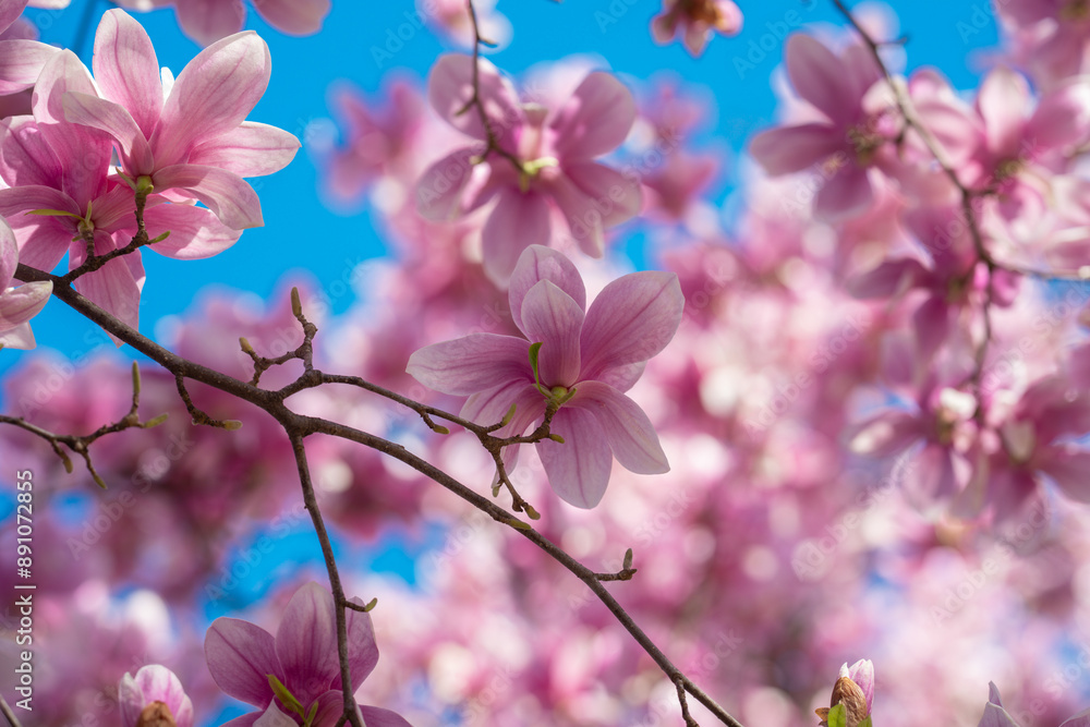 Spring bloom magnolia tree flowers. Blossom magnolia flower. Spring bloom magnolia tree flowers. Blossom magnolia flower.