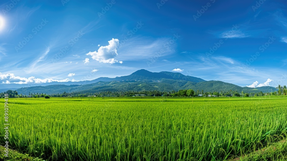 Fototapeta premium Scenic panorama of green rice fields with a clear blue sky and distant mountain range.