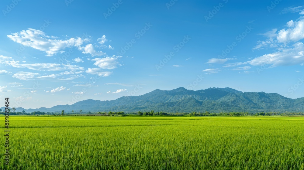 Fototapeta premium Scenic panorama of green rice fields with a clear blue sky and distant mountain range.