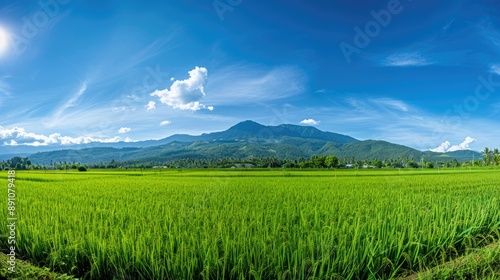 Scenic panorama of green rice fields with a clear blue sky and distant mountain range.