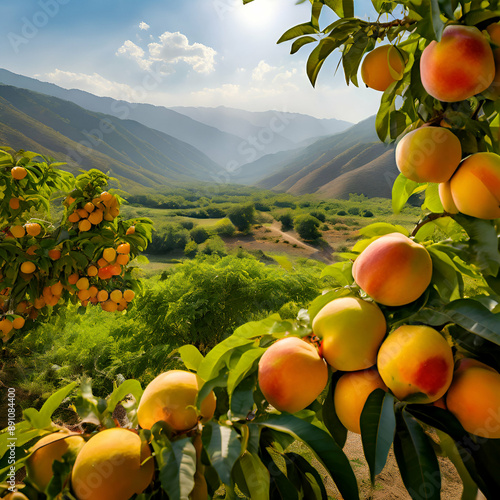 apricots on a branch