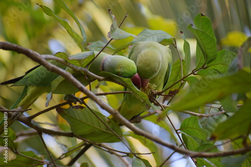 Green parrots are eating fresh fruits 