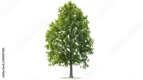 Towering poplar isolated on a pure white background