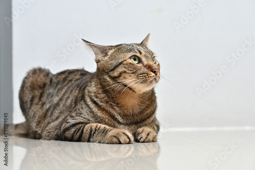 Wallpaper Mural Tabby cat sits comfortably at home. Torontodigital.ca