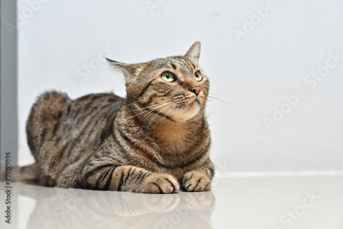 Tabby cat sits comfortably at home.