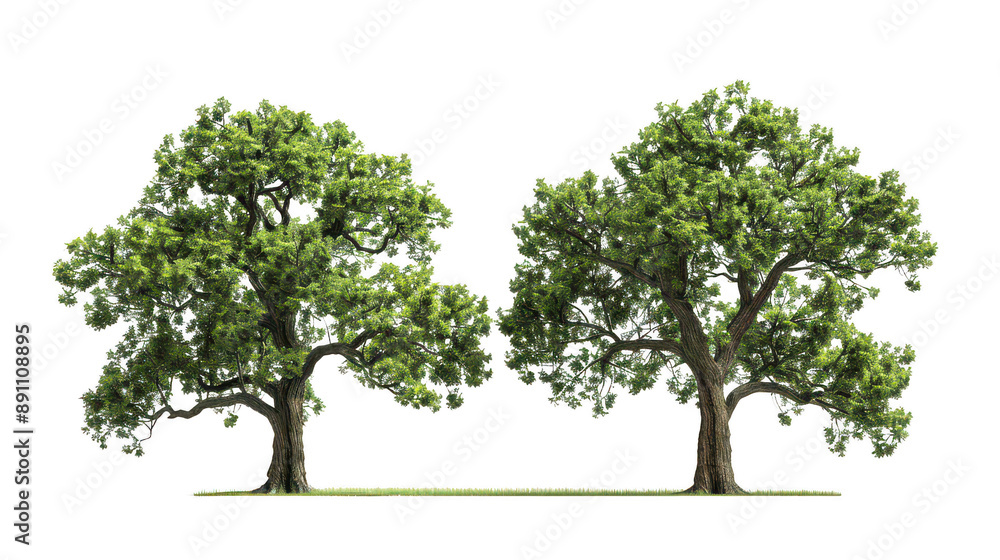 Double file of lofty arboreal monuments isolated on a pure white background Double file of lofty arboreal monuments isolated on a pure white background