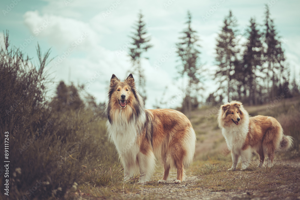 2 rough Collies Langhaar sable schottisch stehen in der Natur am Wald im Sommer 2 rough Collies Langhaar sable schottisch stehen in der Natur am Wald im Sommer