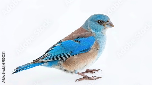 Beautiful Bird Design Isolated on a White Background, Featuring Elegant and Detailed Artwork that Highlights the Bird's Unique Characteristics and Aesthetic Appeal photo