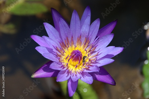 purple lotus flower