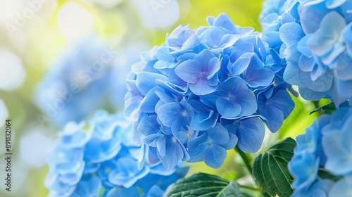 blue hydrangea flower