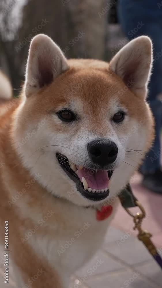 Dog on a walk Dog on a walk