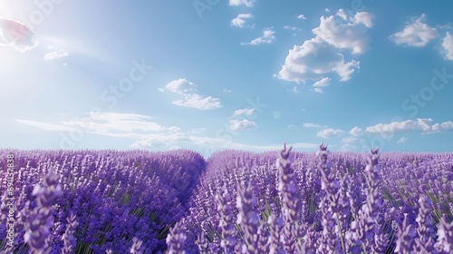 lavender field in region