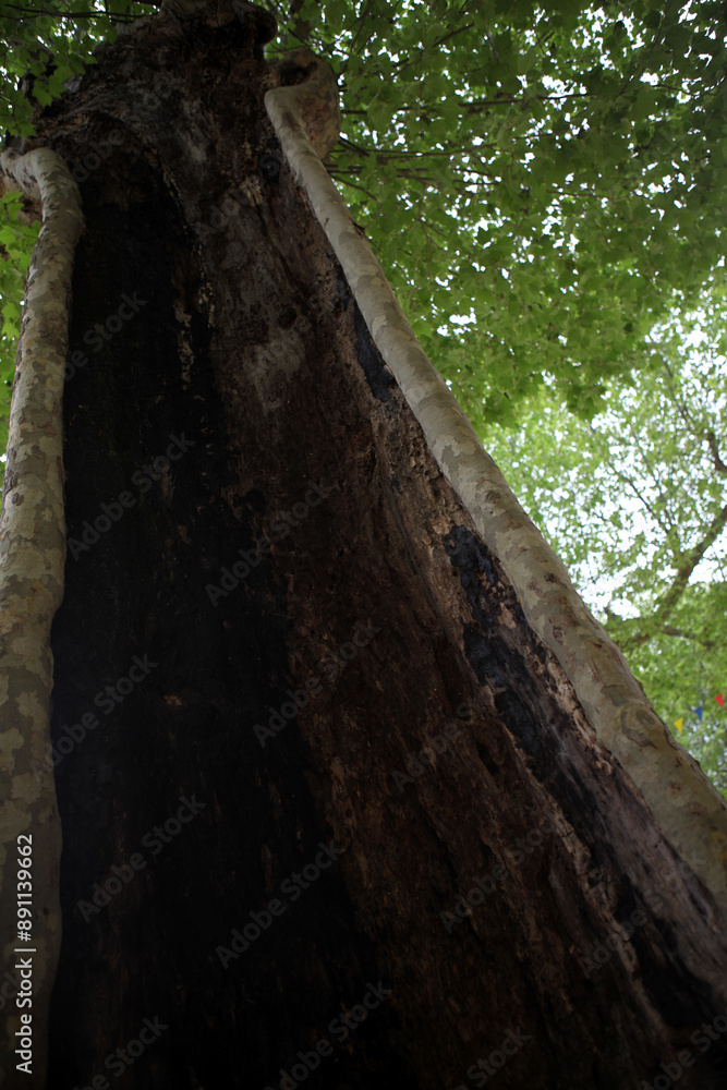 Empty plane tree trunk - Labeaume village - Village de France - Ardeche - France Empty plane tree trunk - Labeaume village - Village de France - Ardeche - France