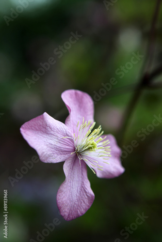 Clematis montana - buttercup family Ranunculaceae - Flower photo