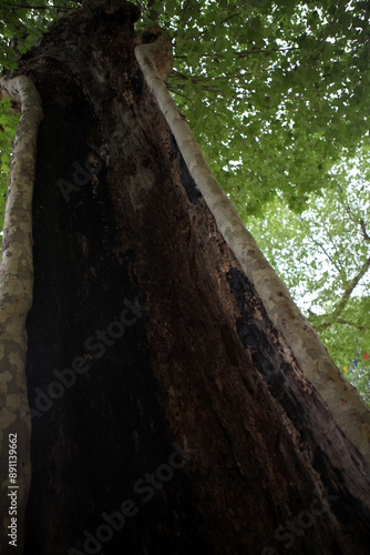 Empty plane tree trunk - Labeaume village - Village de France - Ardeche - France photo