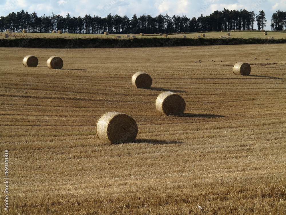 Bales of hay in a field - Stonehaven - Aberdeenshire - Scotland - UK