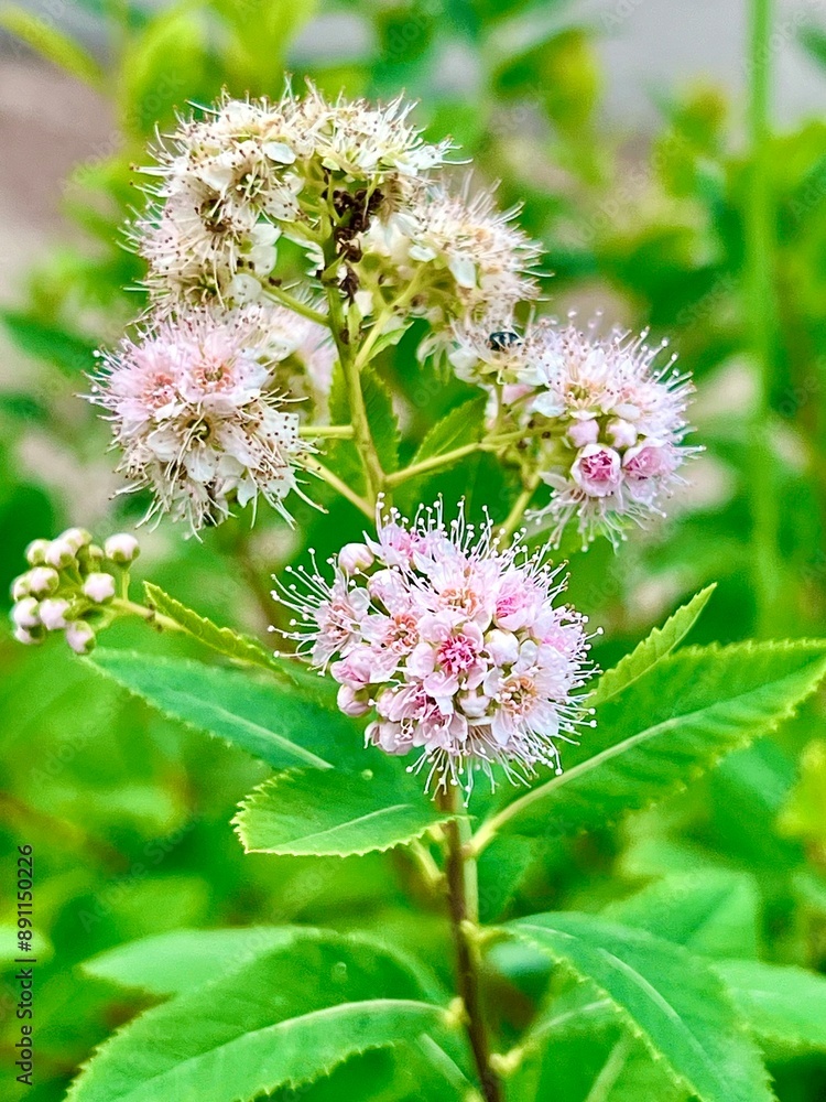 pink and white flowers pink and white flowers