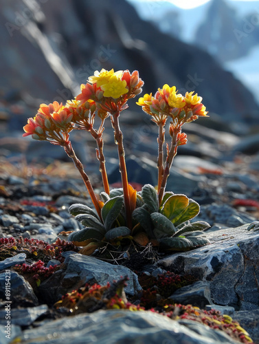 antarctic plants
