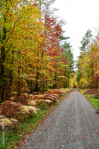 Waldweg oder Forstweg für eine Wanderung im Herbst mit toller Herbststimmung mit Herbstlaub an den Bäumen im Herbstwald bei Bad Bocklet, Franken, Bayern, Deutschland