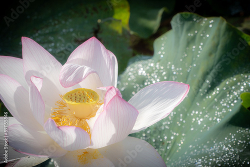 雨上がりのハスの花