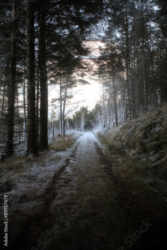 Ben Bhraggie forest walk - winter view - Golspie - Sutherland - Scotland - UK