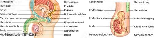 男性生殖器　イラスト　ドイツ語 photo