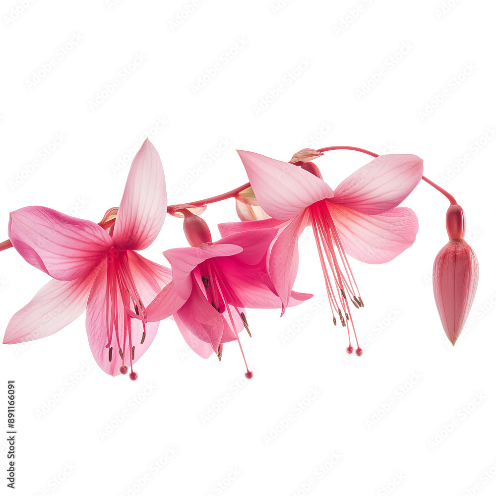 orange ,pink fuchsia on transparent background . orange ,pink fuchsia on transparent background .