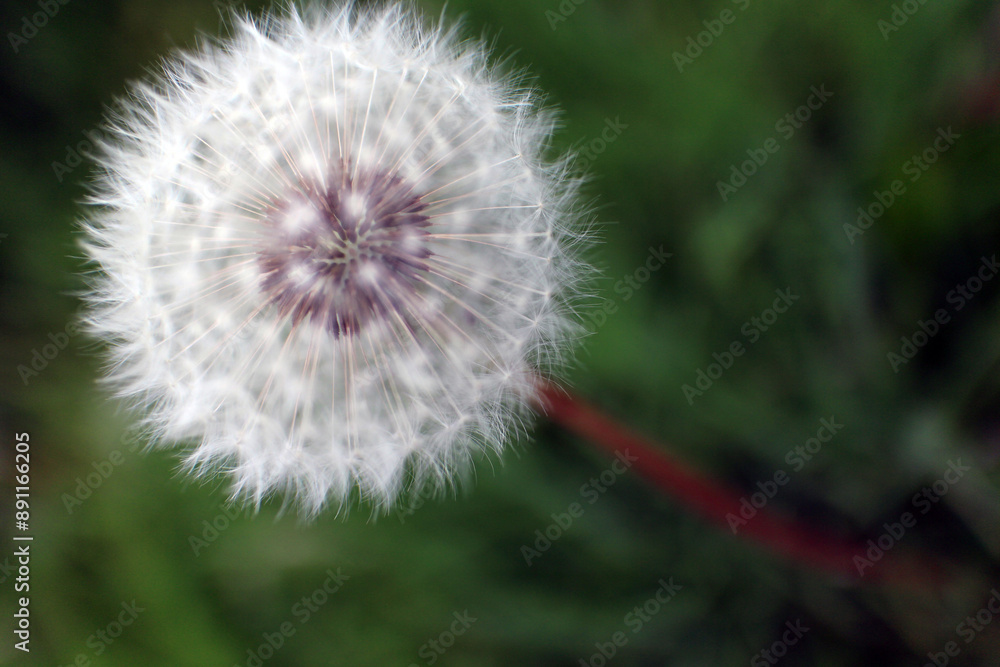 Obraz premium Taraxacum officinale - common dandelion - round balls of silver tufted fruits - blowballs - clocks