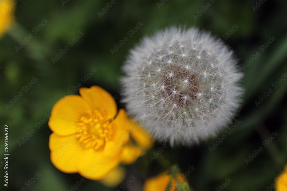 Obraz premium Taraxacum officinale - common dandelion - round balls of silver tufted fruits - blowballs - clocks - Asteracea - with meadow buttercup - Ranunculus acris