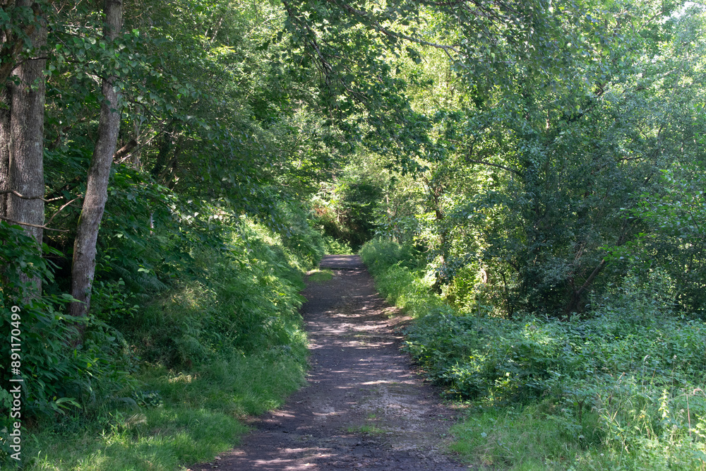 Fototapeta premium Camino atravesando un bosque frondoso en primavera