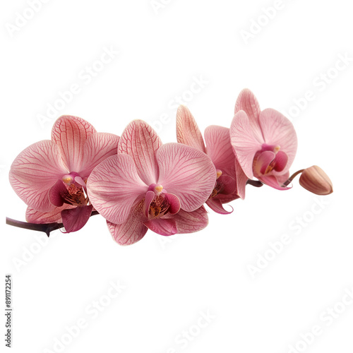 Pink orchid  on transparent background. 