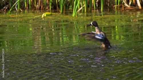 A captivating slow-motion video series showcasing a pair of Blue-winged Teal ducks on a picturesque Canadian lake during summer