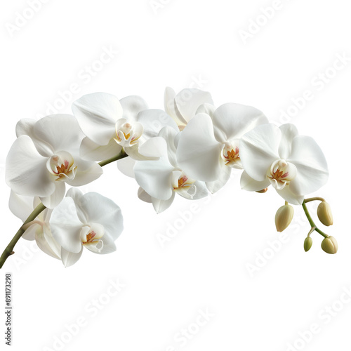 white orchid on transparent background. 