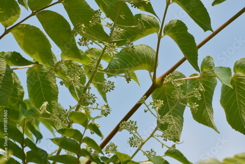 Japanische Aralie,  Aralia elata, photo