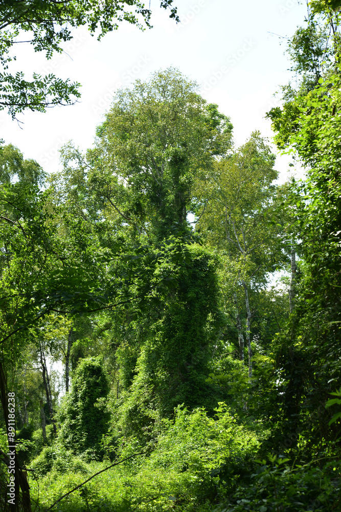 Moorbirken, Betula pubescens, Gemeine Waldrebe, Clematis vitalba Moorbirken, Betula pubescens, Gemeine Waldrebe, Clematis vitalba