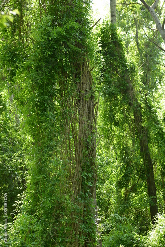 Moorbirken,  Betula pubescens,   Gemeine Waldrebe,  Clematis vitalba photo