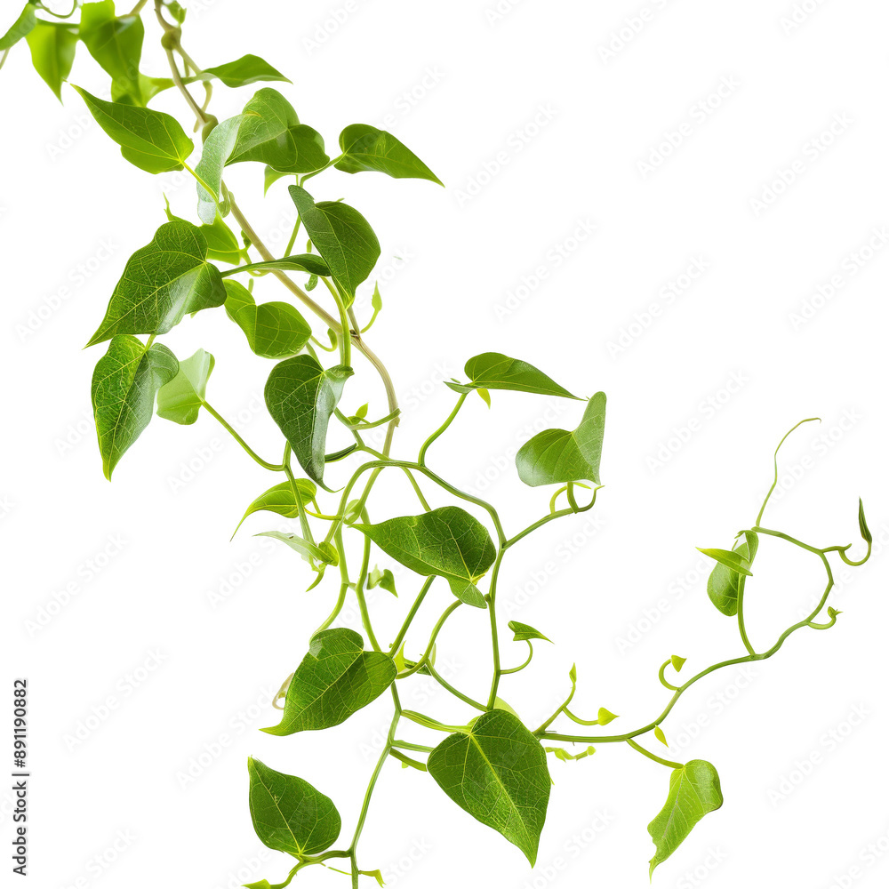 Obraz premium Intricate macro shot of a botanical vine