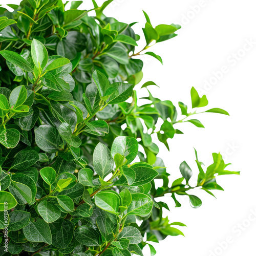 High-resolution macro shot of a botanical bush photo