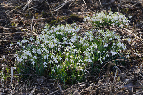 Schneeglöckchen, Galanthus nivalis L. photo