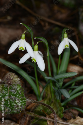 Schneeglöckchen, Galanthus nivalis L. photo